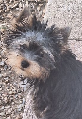 Les chiots de Yorkshire Terrier