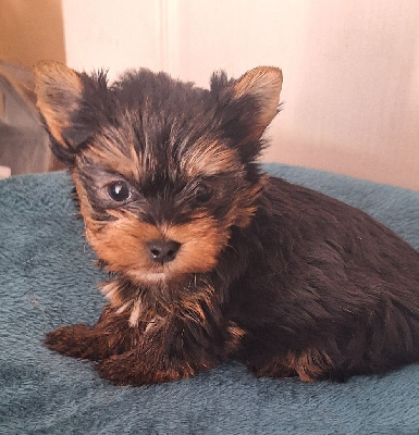 Les chiots de Yorkshire Terrier