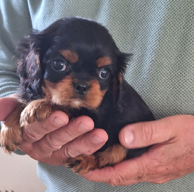 Les chiots de Cavalier King Charles Spaniel