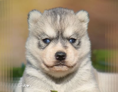 LIUBOV'S VORTEX - Siberian Husky