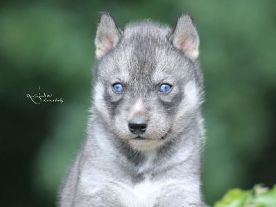 Les chiots de Siberian Husky