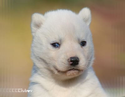 LIUBOV'S VIVA LA LIBERTA - Siberian Husky