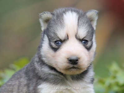 Les chiots de Siberian Husky
