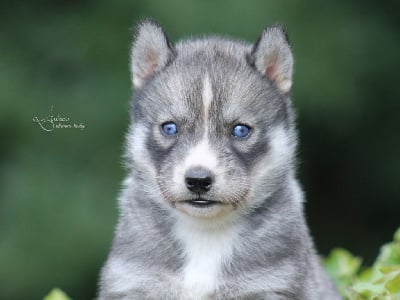 Les chiots de Siberian Husky