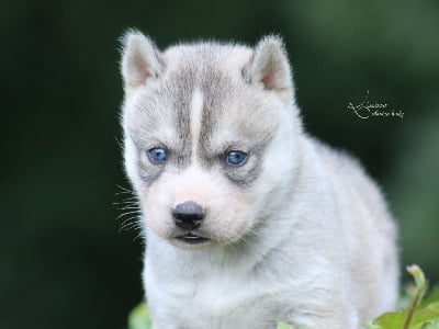 Les chiots de Siberian Husky