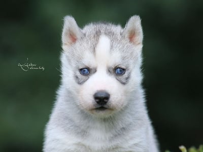 Les chiots de Siberian Husky