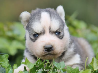 Les chiots de Siberian Husky
