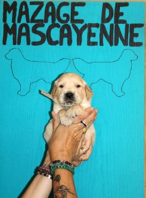 CHIOT - Golden Retriever