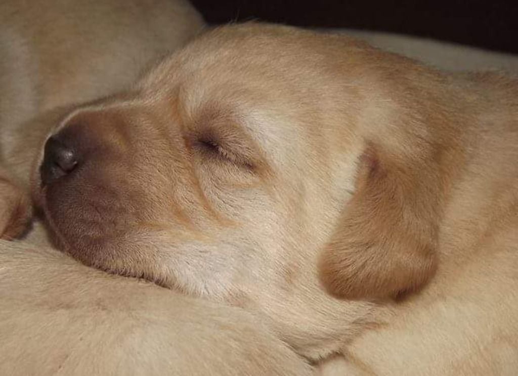 CHIOT - Labrador Retriever