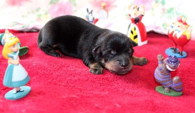 Lancashire Heeler