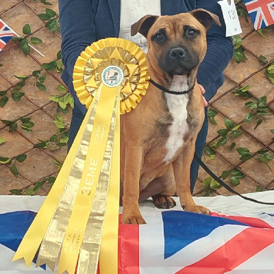 Étalon Staffordshire Bull Terrier - Unakite Des Red Dog Staffie Sweet