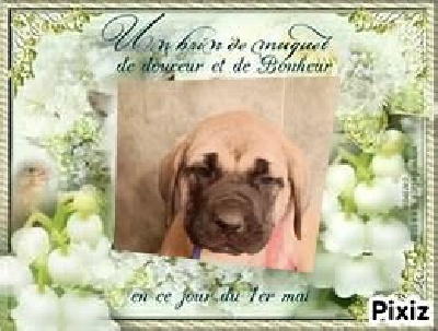 Les chiots de Mastiff