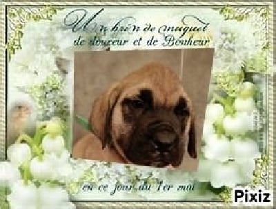 Les chiots de Mastiff
