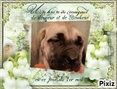 Les chiots de Mastiff