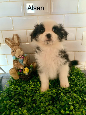 Les chiots de Berger Australien
