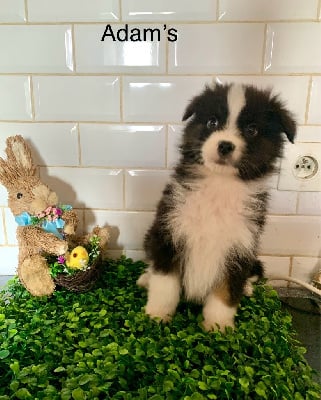 Les chiots de Berger Australien