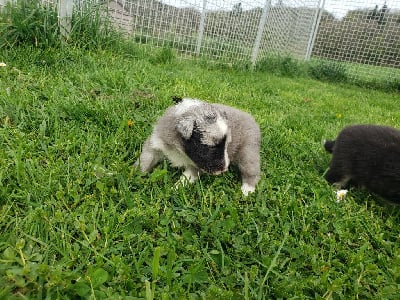Les chiots de Shetland Sheepdog