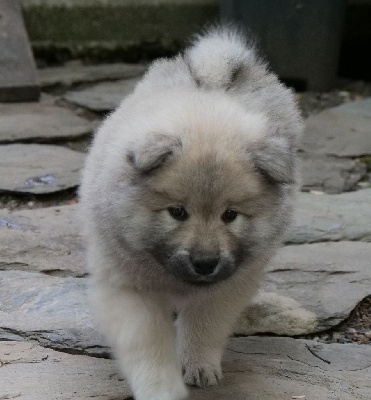 Les chiots de Eurasier