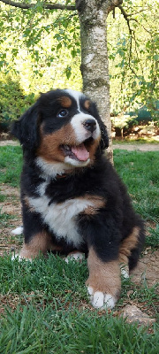 Les chiots de Bouvier Bernois