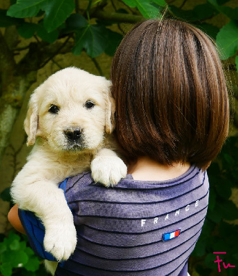 Les chiots de Golden Retriever