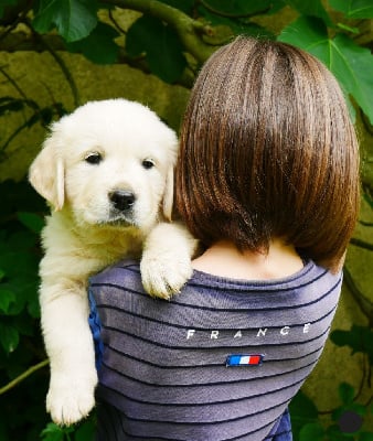 Les chiots de Golden Retriever