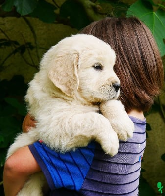 Les chiots de Golden Retriever