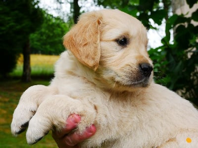 Les chiots de Golden Retriever