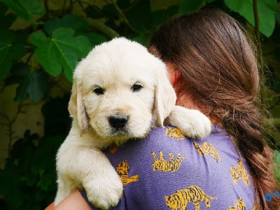 Les chiots de Golden Retriever