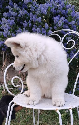 Les chiots de Berger Blanc Suisse