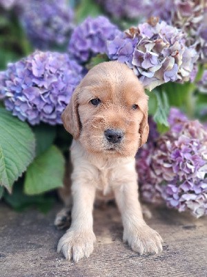 Cocker Spaniel Anglais