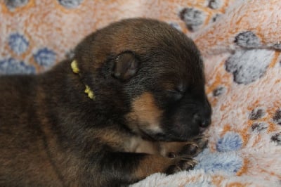 Les chiots de Eurasier