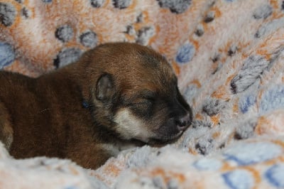 Les chiots de Eurasier