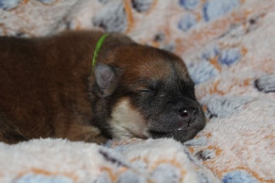 Les chiots de Eurasier