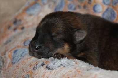 Les chiots de Eurasier