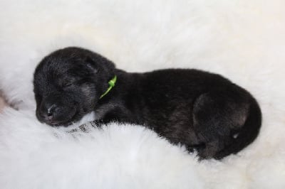 Les chiots de Eurasier