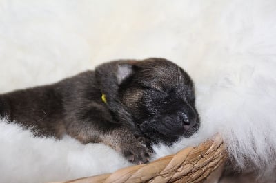 Les chiots de Eurasier