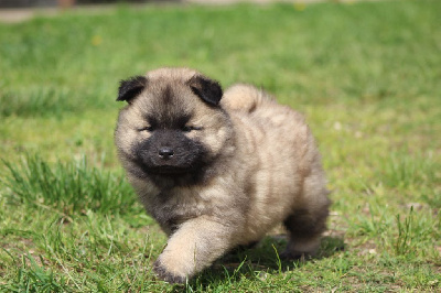 Les chiots de Eurasier