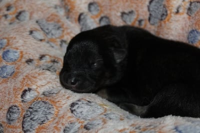 Les chiots de Eurasier