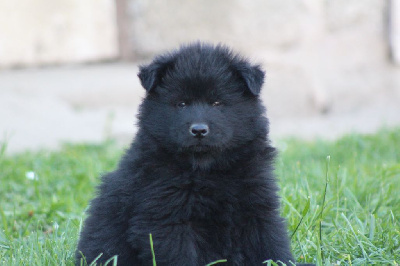 Les chiots de Eurasier