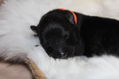 Les chiots de Eurasier