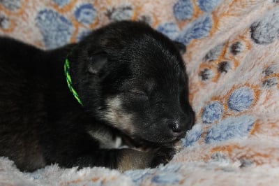Les chiots de Eurasier