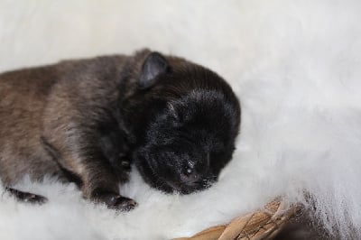 Les chiots de Eurasier