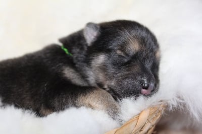 Les chiots de Eurasier
