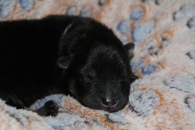 Les chiots de Eurasier
