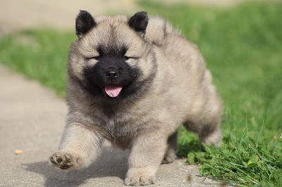 Les chiots de Eurasier