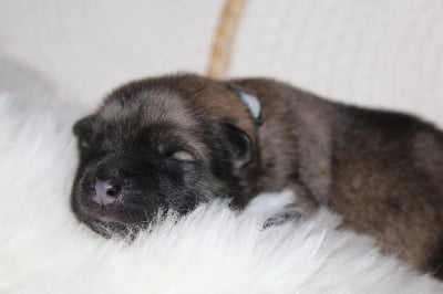 Les chiots de Eurasier