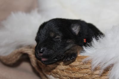 Les chiots de Eurasier