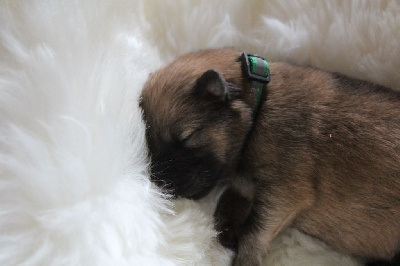 Les chiots de Eurasier