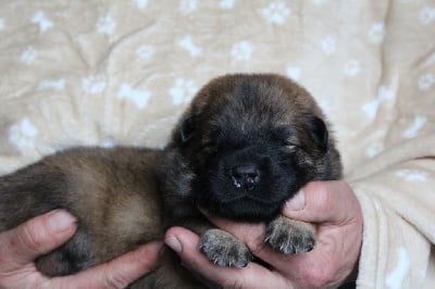 Les chiots de Eurasier