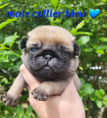 Collier bleu - Carlin